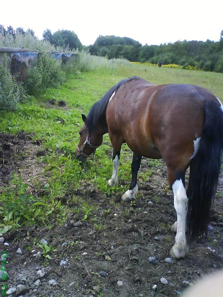 Anden særlig race pippi - der er hun lige kommet på fold og gåt sttraks i gang med at spise :-) billede 7