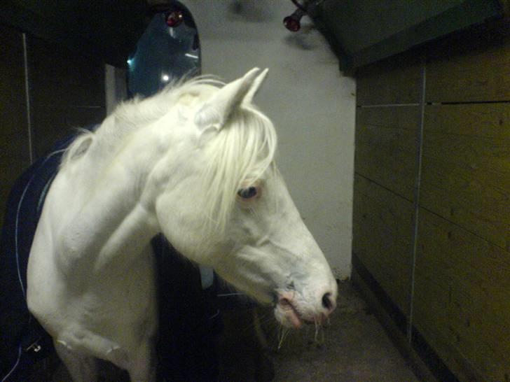Welsh Pony (sec B) Korreborg's Oline ¤SOLGT¤ - Den flyvende pony billede 1