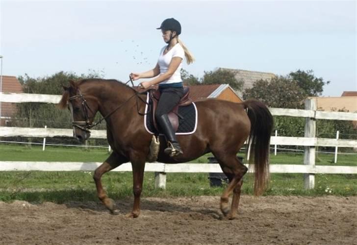 Arabisk fuldblod (OX) Tai Tazini OX 3124 billede 7