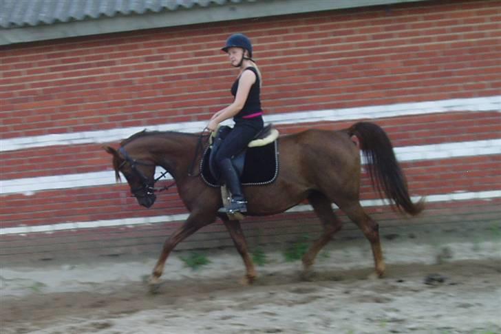 Arabisk fuldblod (OX) Tai Tazini OX 3124 billede 10