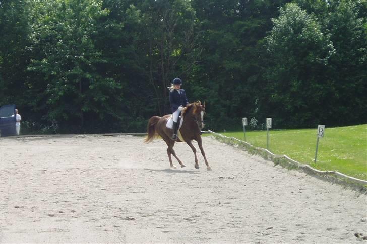 Arabisk fuldblod (OX) Tai Tazini OX 3124 billede 12