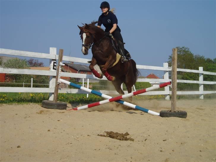 Arabisk fuldblod (OX) Tai Tazini OX 3124 billede 13