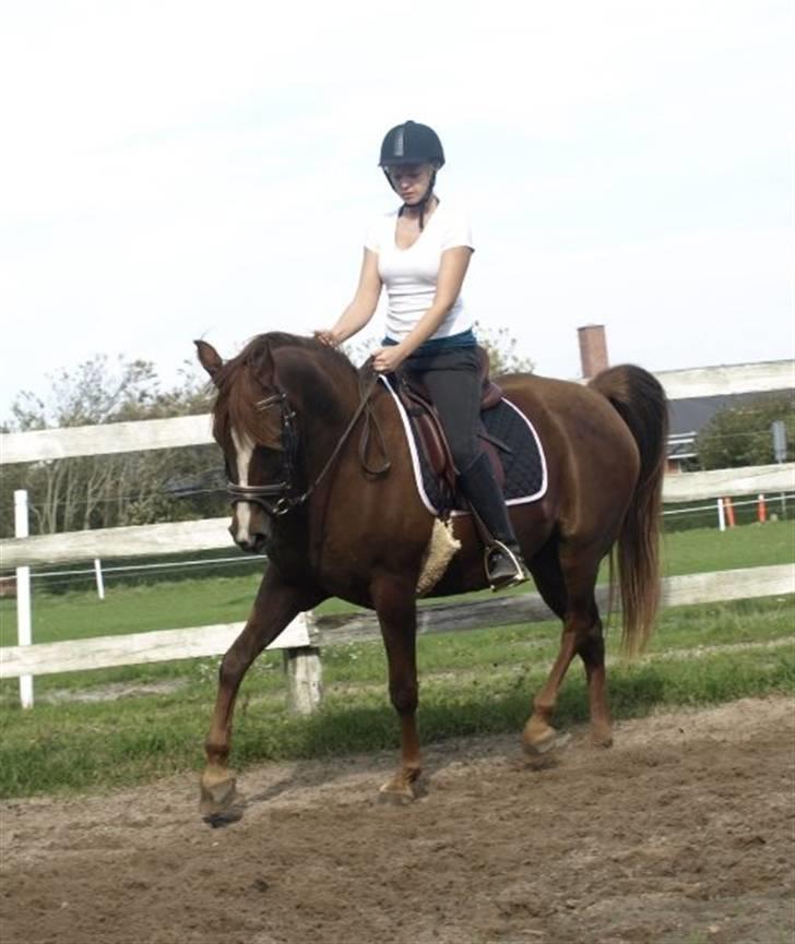 Arabisk fuldblod (OX) Tai Tazini OX 3124 billede 15