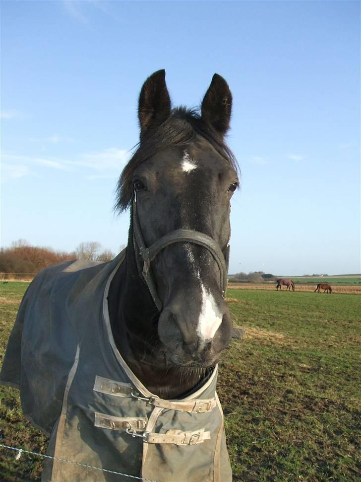 Oldenborg Møllevang´s Pax billede 1