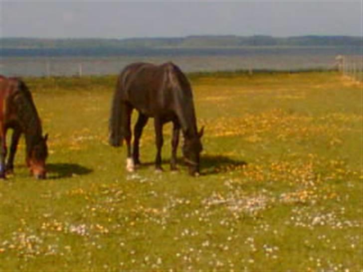 Oldenborg Møllevang´s Pax billede 2