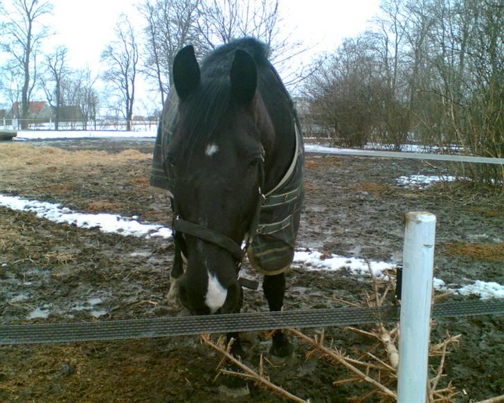 Oldenborg Møllevang´s Pax billede 3