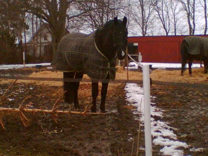 Oldenborg Møllevang´s Pax billede 4
