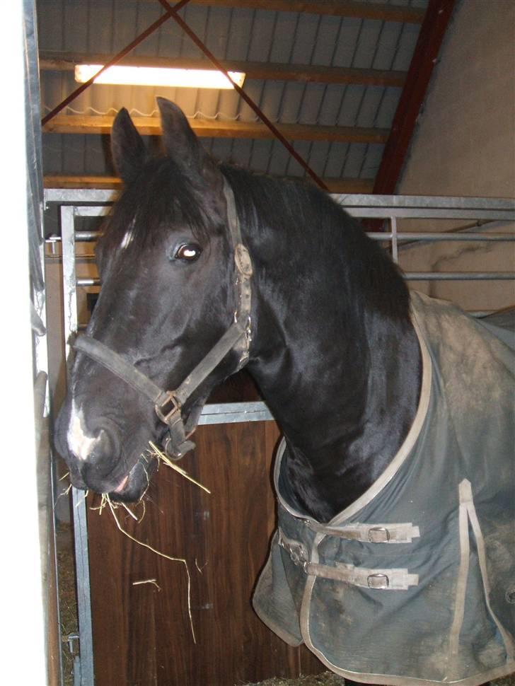 Oldenborg Møllevang´s Pax billede 5