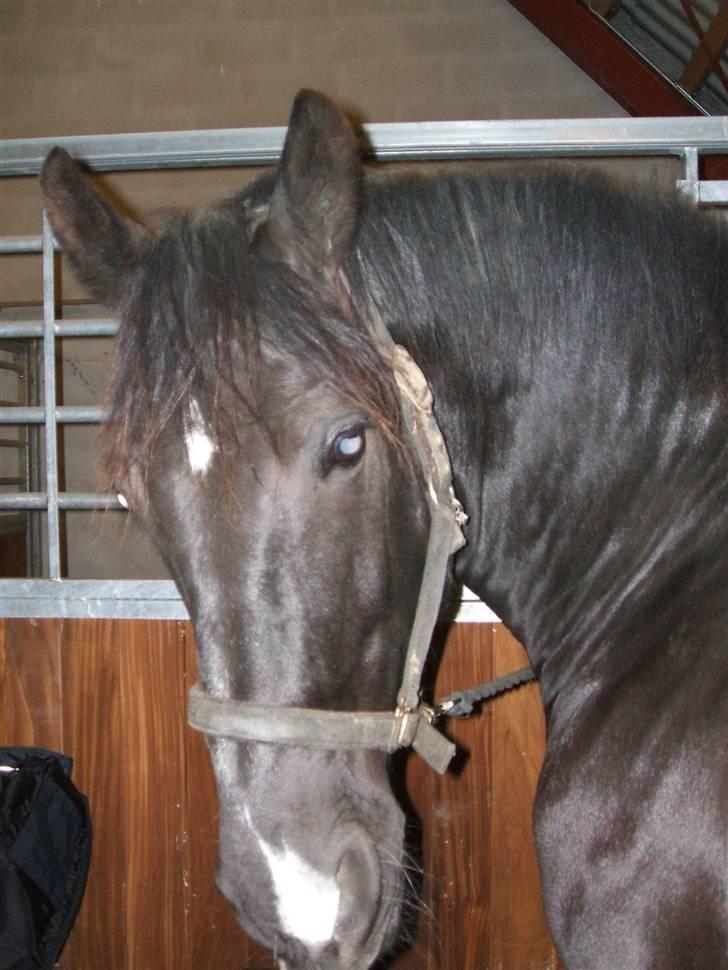 Oldenborg Møllevang´s Pax billede 6