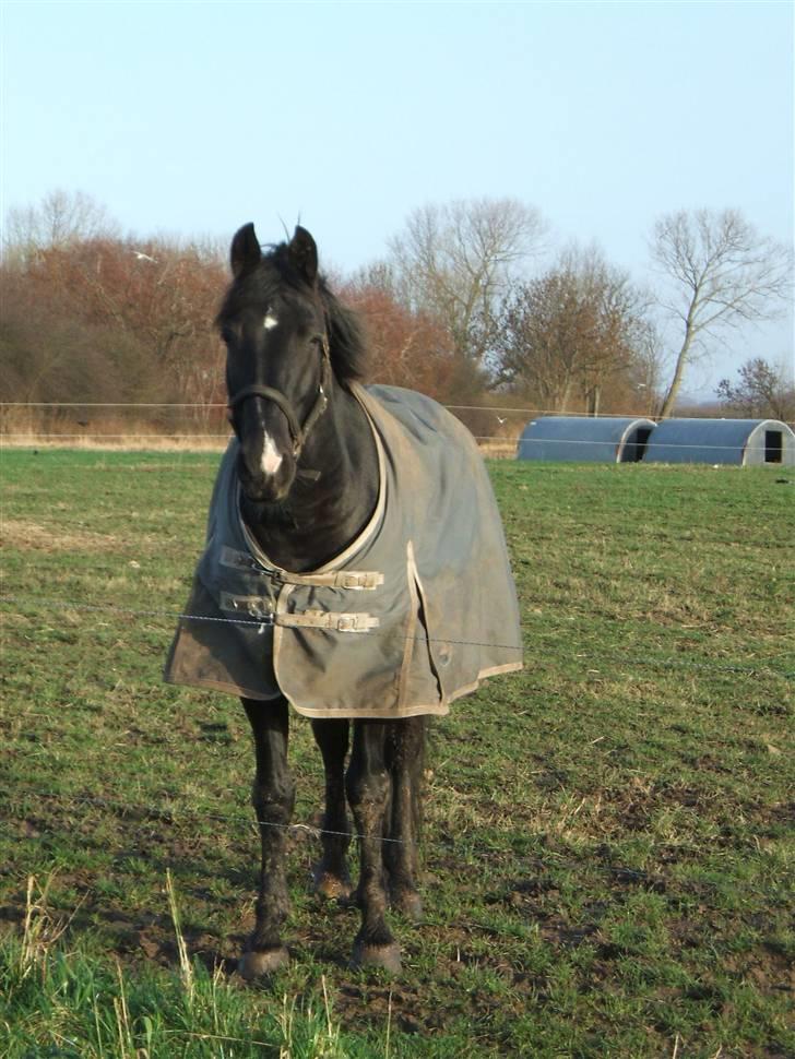 Oldenborg Møllevang´s Pax billede 7