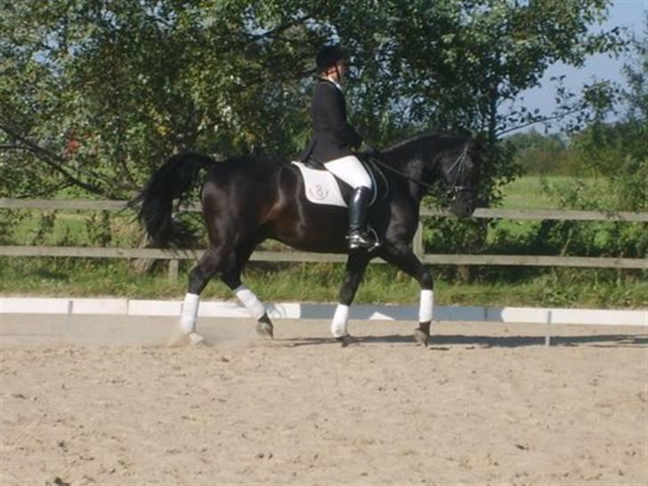 Oldenborg Møllevang´s Pax billede 14