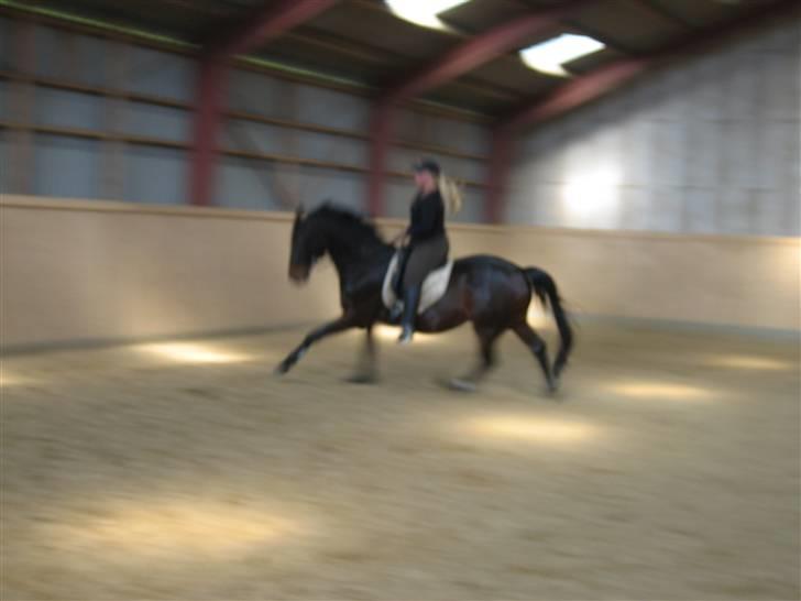 Dansk Varmblod Cottier Stengaard - Det ligner lidt noget ponyfræs :-) (fra førsteridetur) billede 8