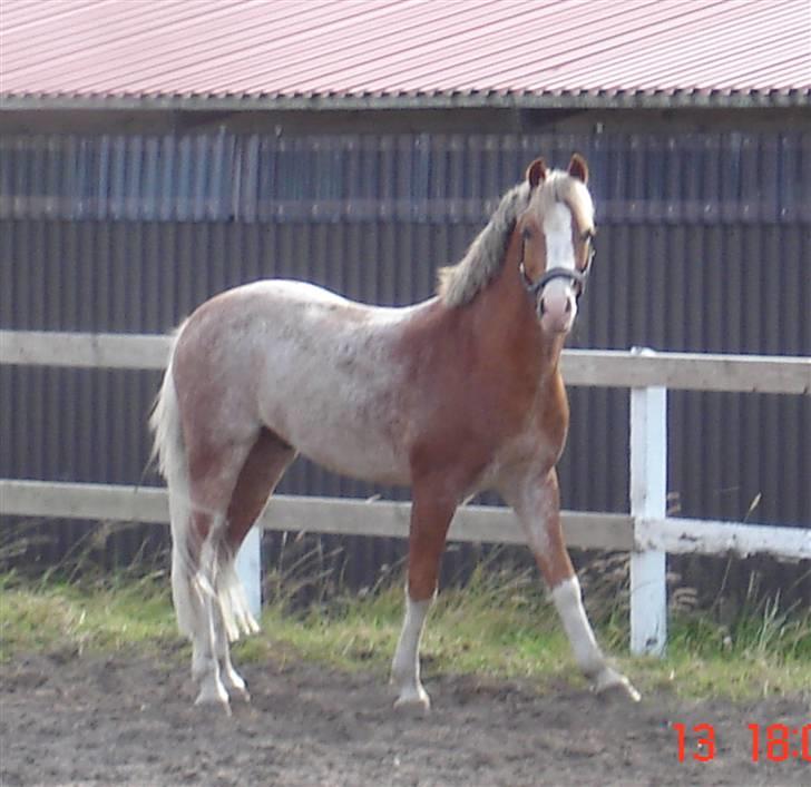 Welsh Pony af Cob-type (sec C) Bastiaan  *~*SOLGT*~* - Bastiaan på fol billede 20