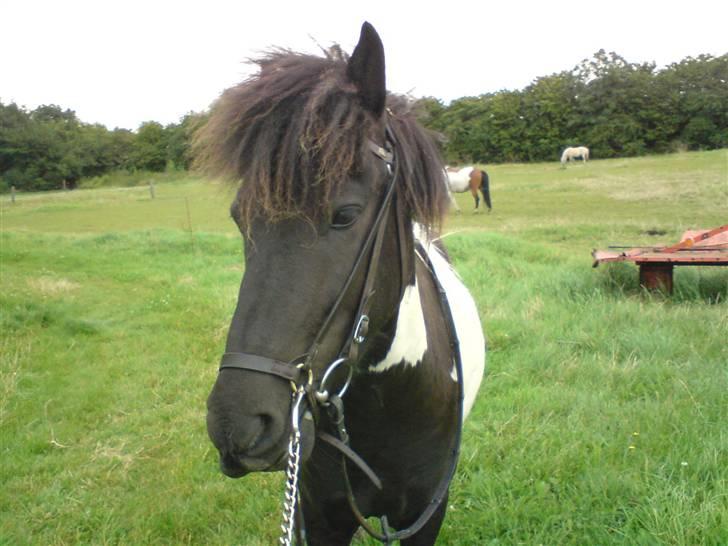 Islænder Vigri *SOLGT* - Hovedtøj på for 3 gang... Han tager det pænt... billede 7