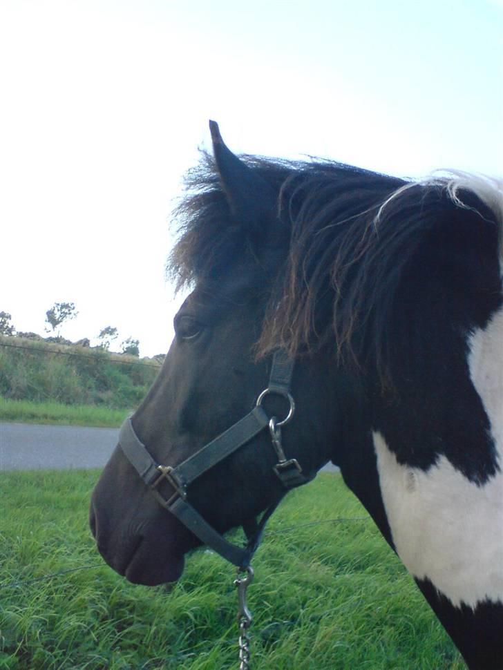 Islænder Vigri *SOLGT* - Smuk i profil... billede 8