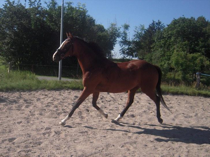 Anden særlig race Niko *Pops*Tøsedreng* - sommeren 10 billede 12