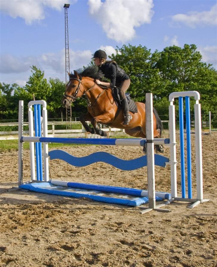 Anden særlig race Ravbjergs Tornado [SOLGT] - Velkommen til Tornados profil :D kig dig lidt omkring ;)    Billedet er taget d.20/5-09. springer 110 (: billede 1