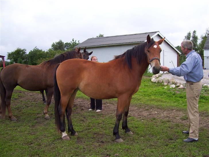 Anden særlig race Chilli *SOLGT 17.01.09* billede 3
