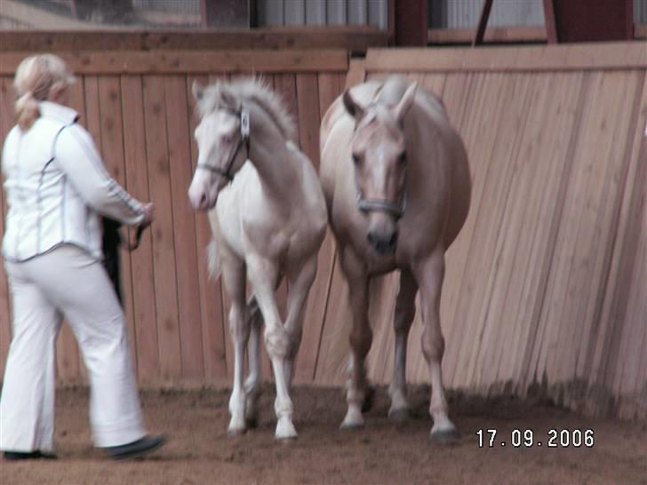 Palomino Lysgaards Sky Walker - Himmelhest :-( billede 12