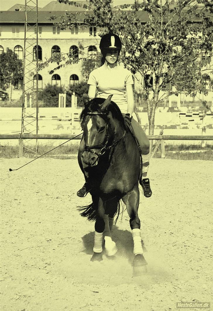 Anden særlig race Ravbjergs Tornado [SOLGT] - forsøg på at lave schenkelvigning :p hehe billede 2