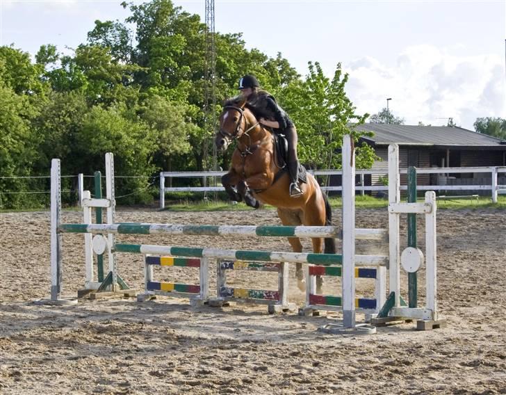 Anden særlig race Ravbjergs Tornado [SOLGT] - d. 20/5-09  han synes springet var alt for lavt ;) - så hvorfor ikke bare springe højere? d; billede 3