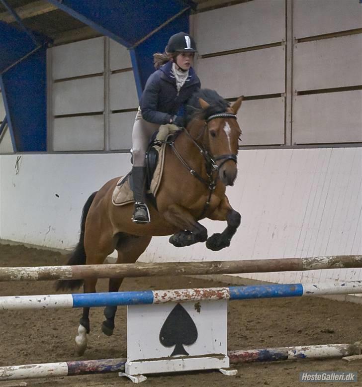 Anden særlig race Ravbjergs Tornado [SOLGT] - Her er vi til springkursus på Finstrupgård ;)  billede 4