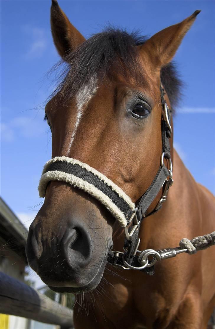 Anden særlig race Ravbjergs Tornado [SOLGT] - Tornado - fordi du betyder SÅ ubeskriveligt meget for mig! alt det vi har været igennem sammen, både op- og nedture, har styrket vores bånd! <3 I-LOVE-U-4-EVER...! billede 5