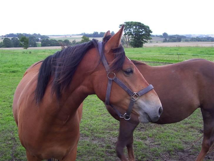 Anden særlig race Chilli *SOLGT 17.01.09* billede 4
