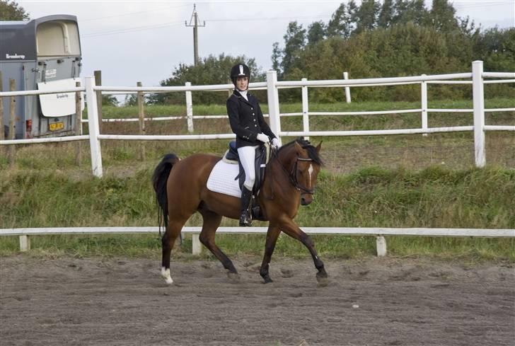 Anden særlig race Ravbjergs Tornado [SOLGT] - ópvarmning til LC2 d.4/10-08 :D billede 6