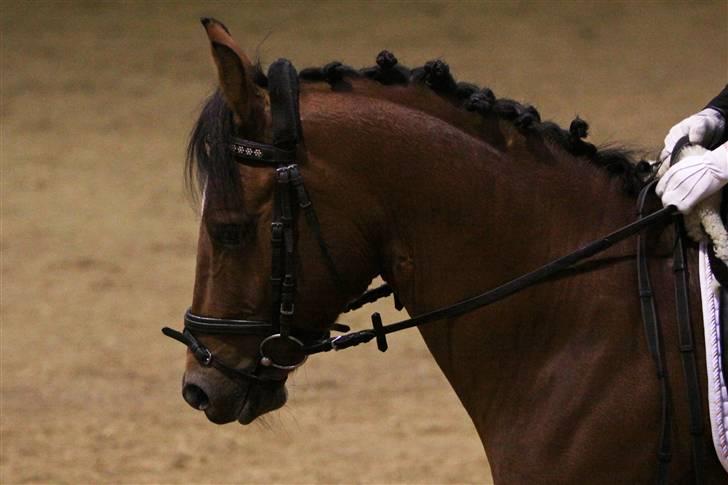 Anden særlig race Ravbjergs Tornado [SOLGT] - smuksakken til vores sidste dressurstævne.. billede 10