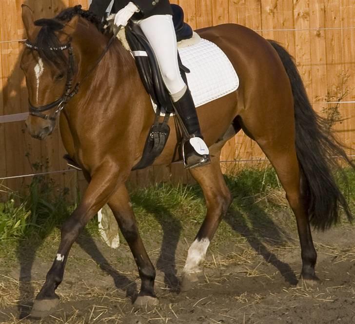 Anden særlig race Ravbjergs Tornado [SOLGT] - ;) billede 11