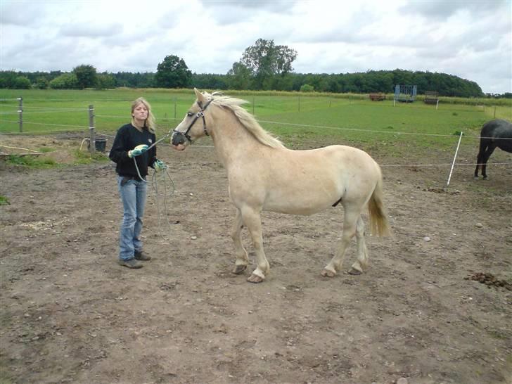 Haflinger Aalekrogens Stafet*SOLGT* billede 14