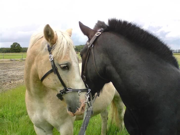Haflinger Aalekrogens Stafet*SOLGT* billede 15