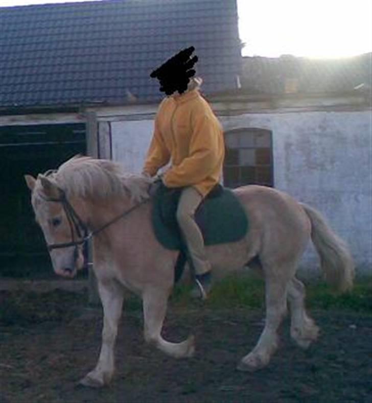 Haflinger Aalekrogens Stafet*SOLGT* billede 16