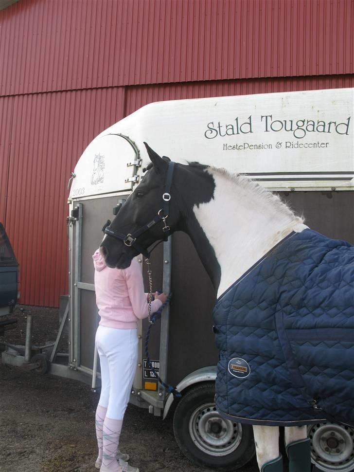 Pinto Tajhs <33 - PÅ stævne pladsen hvores andet stævne sammen.. vandt begge klasser  =) billede 7