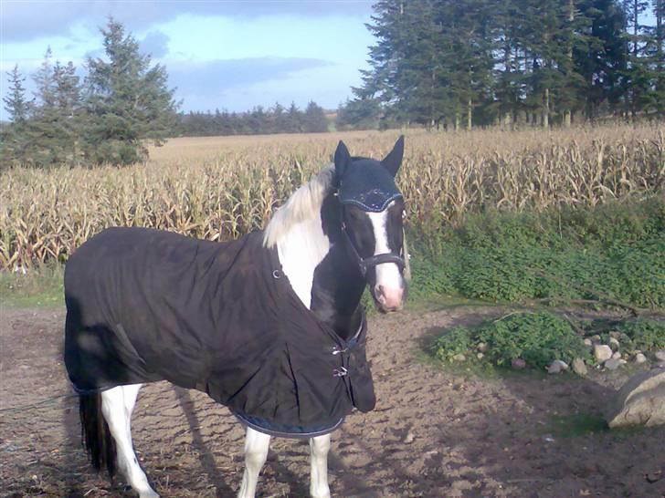 Pinto Tajhs <33 billede 9