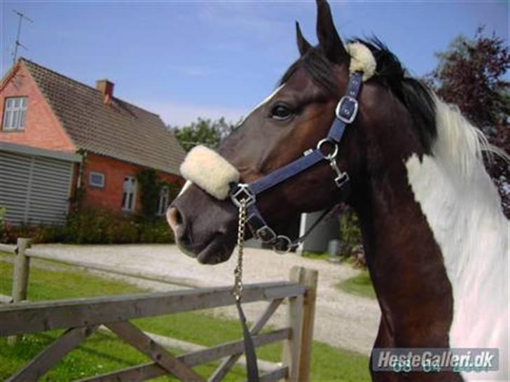 Pinto Tajhs <33 - Den smukke! billede 10