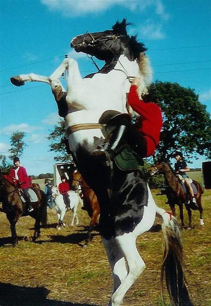 Pinto Tajhs <33 - Tajhs som hingst ! billede 12