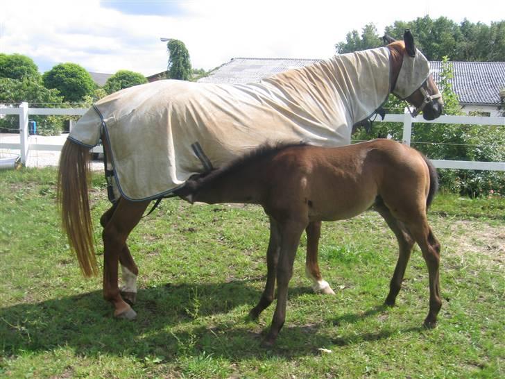 Dansk Varmblod Athene, Solgt - athene i fuld insekt uniform malker dark darri billede 7