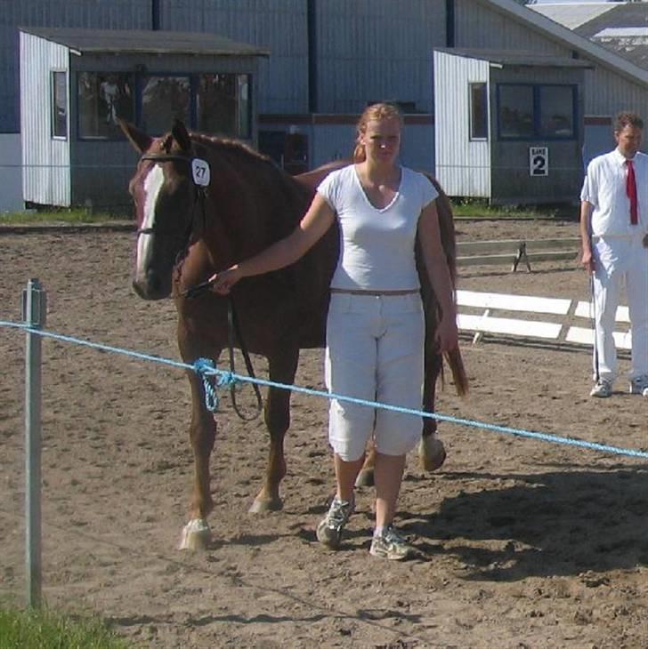 Dansk Varmblod Athene, Solgt - athene til følskuet i år i Ålborg, vores gamle unge pige i huset Ditte løber med hende billede 8