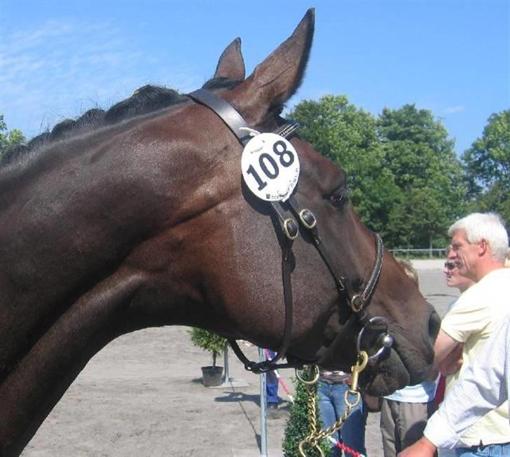 Dansk Varmblod intuition 'SOLGT - fra følskuet billede 1