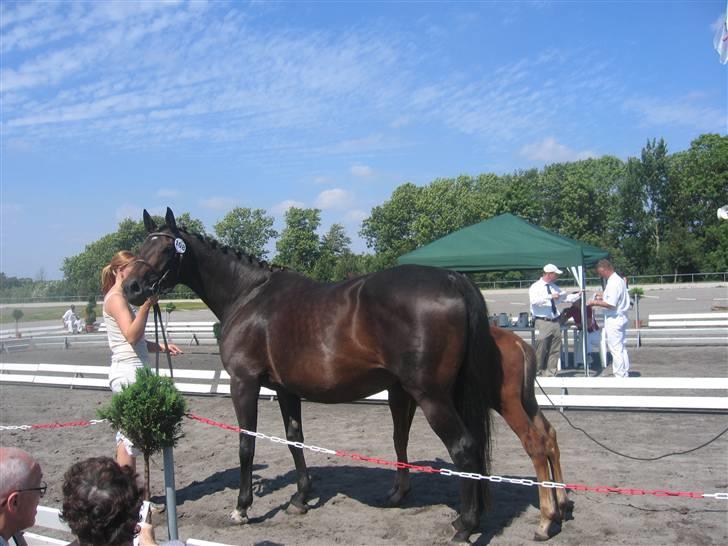 Dansk Varmblod intuition 'SOLGT - til følskuet 07 på wilhelmsborg billede 2