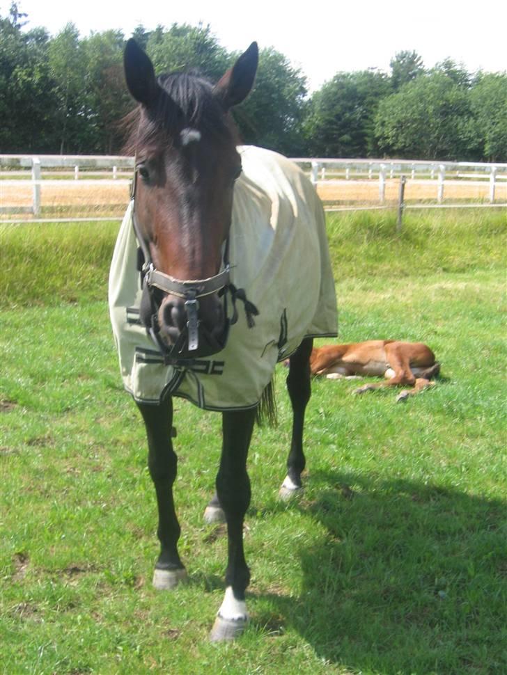 Dansk Varmblod intuition 'SOLGT - da hun havde folet hun var på kur pga dårlig mave billede 3