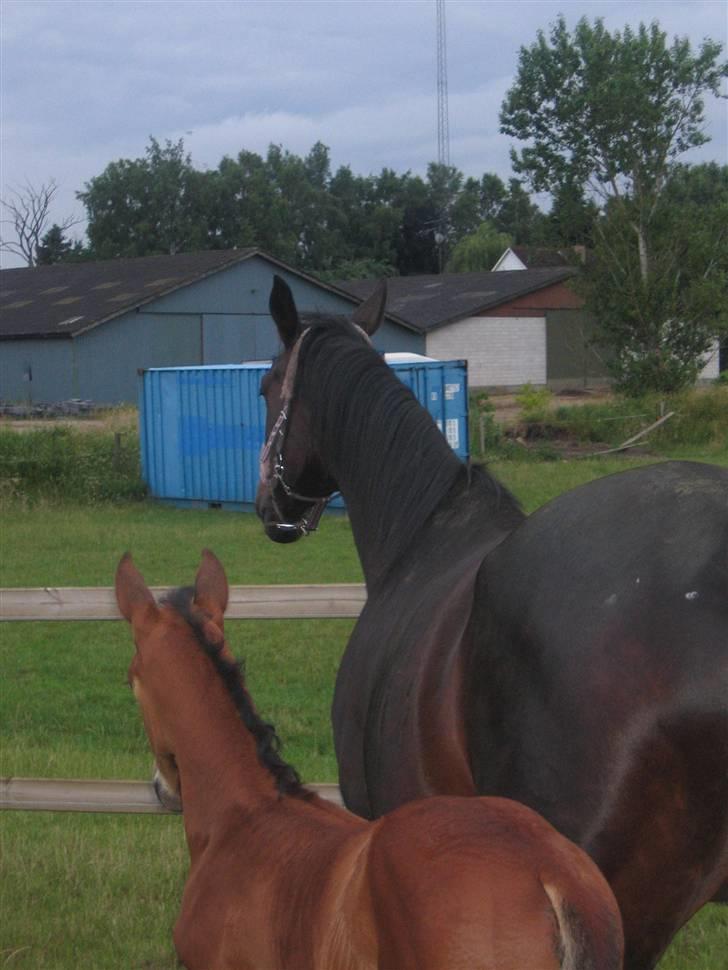 Dansk Varmblod intuition 'SOLGT - en aften med føllet billede 4