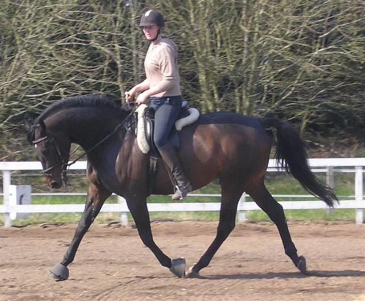 Dansk Varmblod intuition 'SOLGT - da hun måtte rides her er hun med Ditte (vores gamle unge pige i huset) billede 5