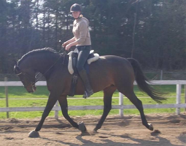 Dansk Varmblod intuition 'SOLGT - med Ditte igen billede 6