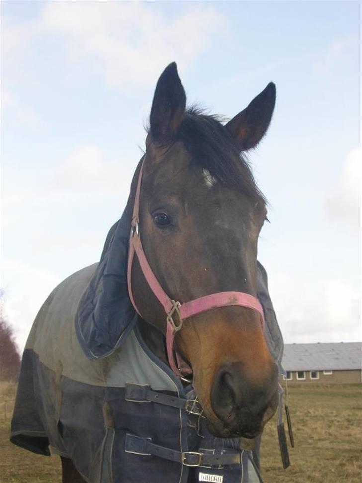 Dansk Varmblod intuition 'SOLGT - innis hoved billede 7