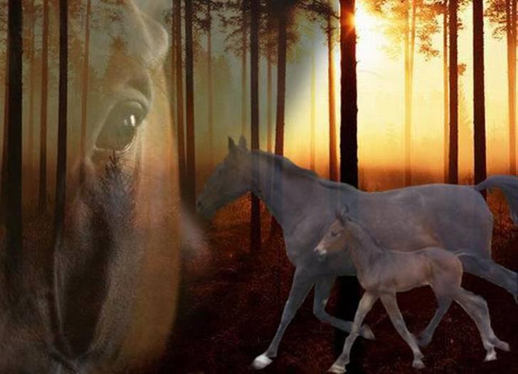 Dansk Varmblod intuition 'SOLGT - et redigeret billede Inni med Cavo billede 9