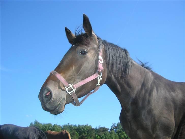 Dansk Varmblod intuition 'SOLGT - på folden billede 10