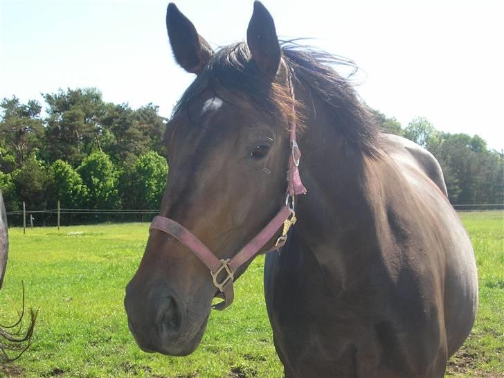 Dansk Varmblod intuition 'SOLGT - på en anden fold billede 11